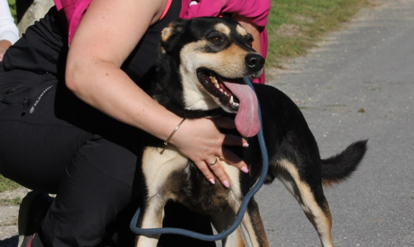 Dio 4 +++vermittelt in Ungarn+++