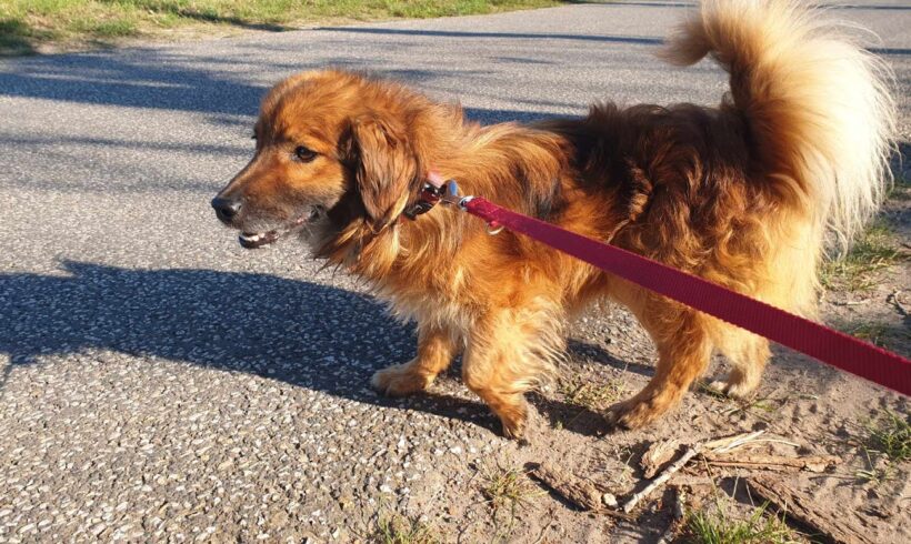 Gubo – vermittelt in Ungarn :-)