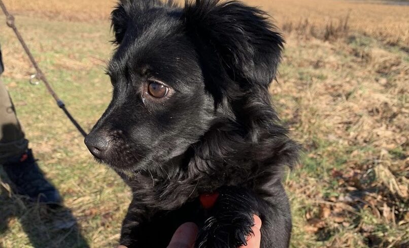 Bori 5 ♥ jetzt auf PS in 91056 Erlangen ♥ vermittelt ♥