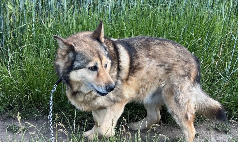 Edi 2 ♥ vermittelt in Ungarn ♥