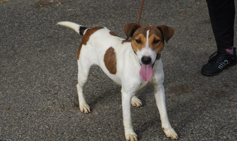 Vakond 3 ++ vermittelt an die Nothilfe für Hunde ++