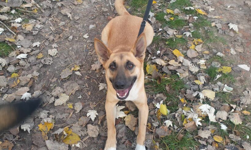 Hapci 3 (Anubisz) ♥ vermittelt ♥