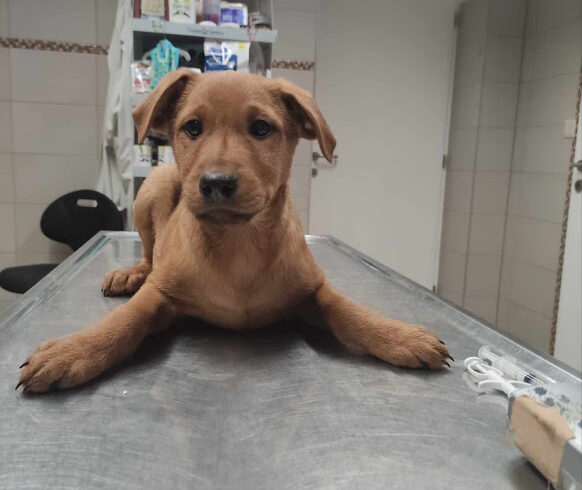 Marti 2 – ♥ zieht am 13.01.nach Österreich zur „Nothilfe für Hunde“ ♥