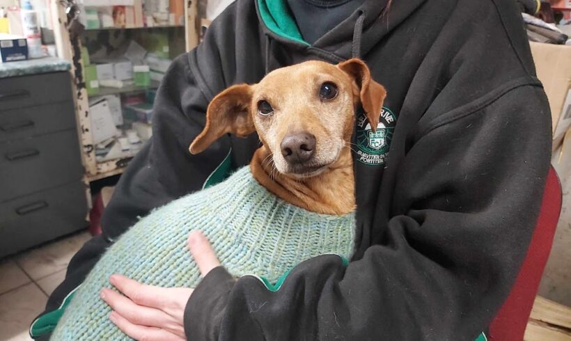 Nugat ♥ vermittelt in Ungarn ♥