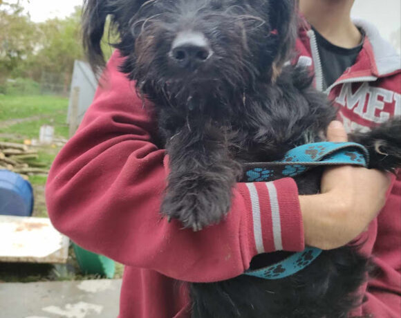 Denes ♥ vermittelt an VivalaHund e.V. ♥ er sucht Transportpaten zum 10.02.2024 ♥