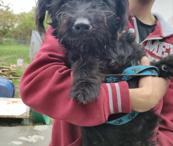 Denes ♥ vermittelt an VivalaHund e.V. ♥ er sucht Transportpaten zum 10.02.2024 ♥