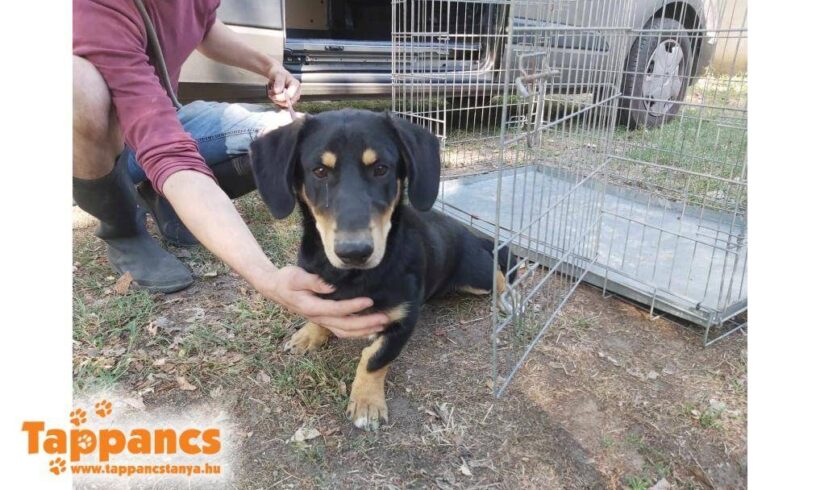 Nandi 2 ♥ vermittelt ♥