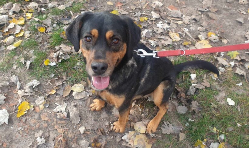 Berti 2 ♥ vermittelt in Ungarn ♥