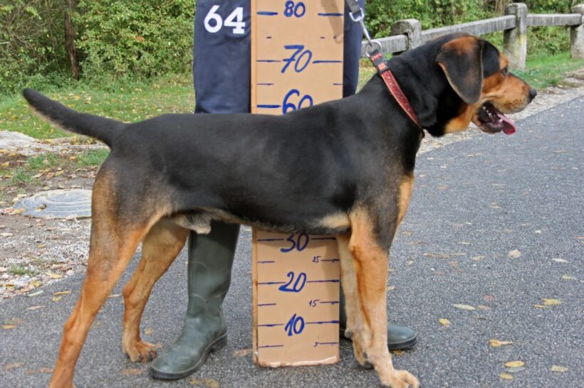 Bruno 8 ++vermittelt++