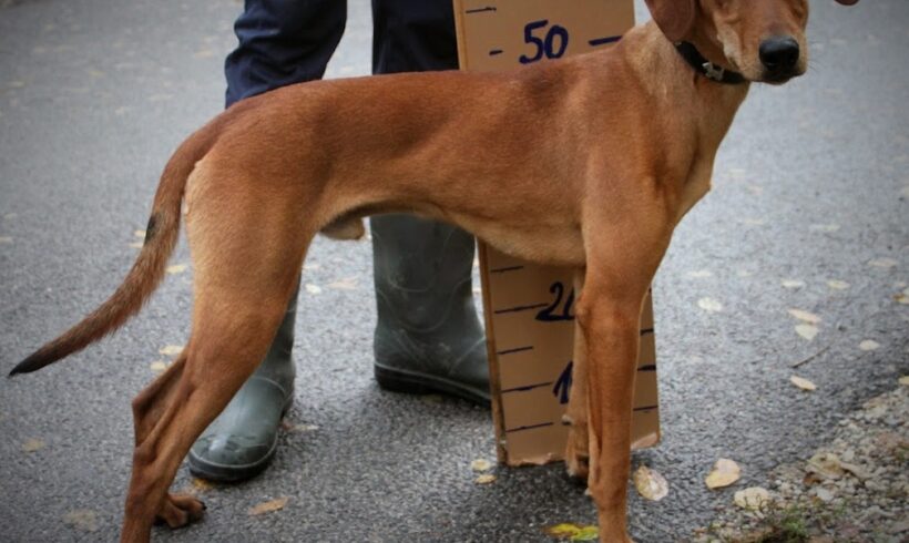 Harley •vermittelt•