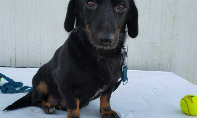 Sandra 2 +++vermittelt+++