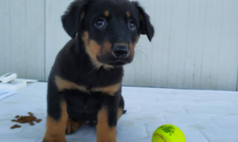 Szofi 4 +++vermittelt wird selbst in Ungarn abgeholt+++