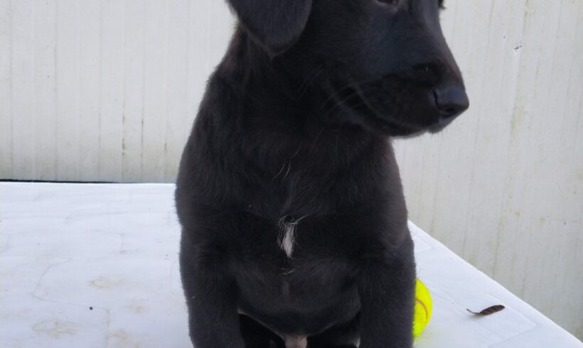 Szamba +++vermittelt+++