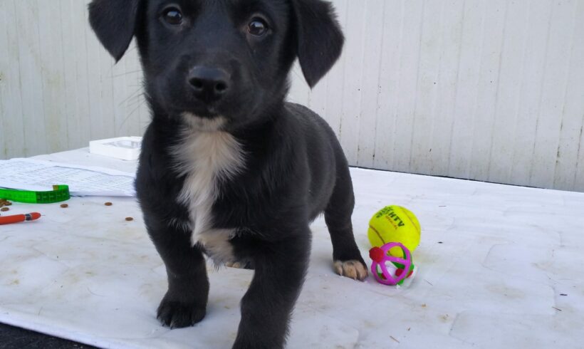 Szikra 3 +++vermittelt+++