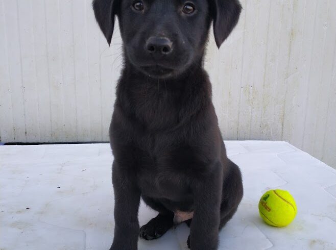 Sztallone ♥ vermittelt ♥