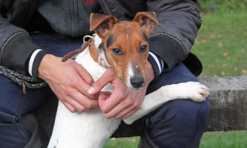 Kismaszola ++ vermittelt ++