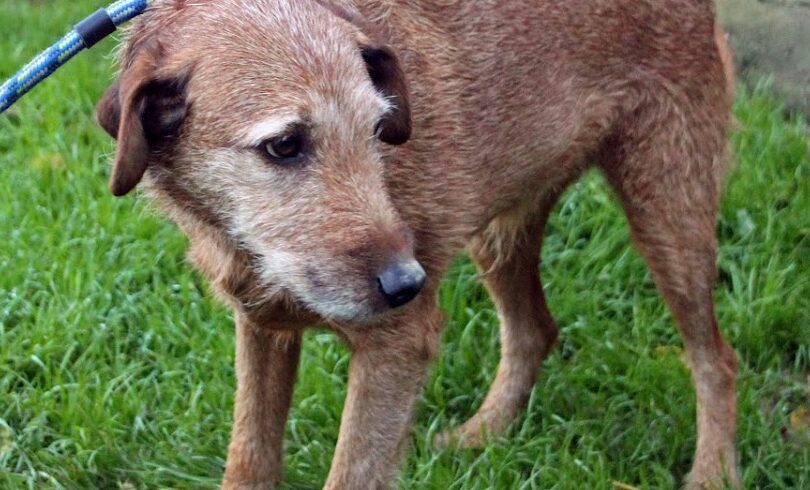 Macko 4 +++vermittelt an das Tierheim 35683 Dillenburg und sucht Transportpaten – RT: 6.9.25+++