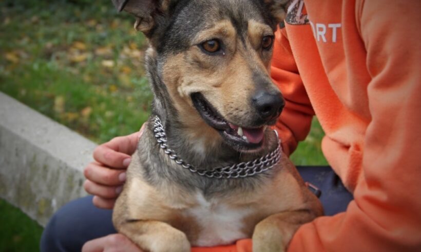 Kis Maszat +++in Ungarn vermittelt+++