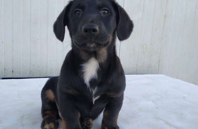 SZASZA 2 ♥ vermittelt ♥