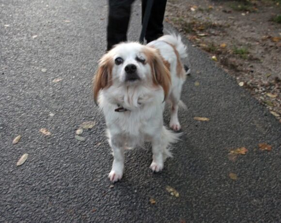 Stella 3 ! 1/2 Ausreisepate Fr. Ihrcke/1/2 Ausreisepate Fr. G. Walter!♥Transportpate – Fr. G. Waltr RT: 12/2024 Tierheim Dillenburg