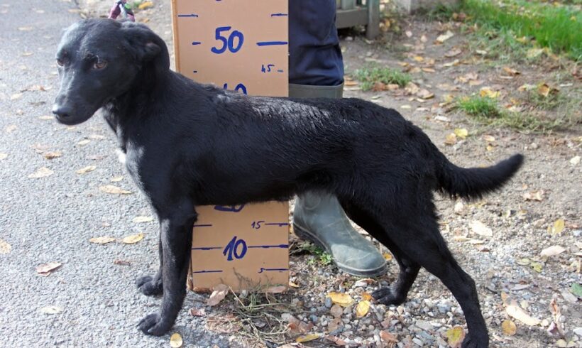 Szöcske ++ vermittelt ++