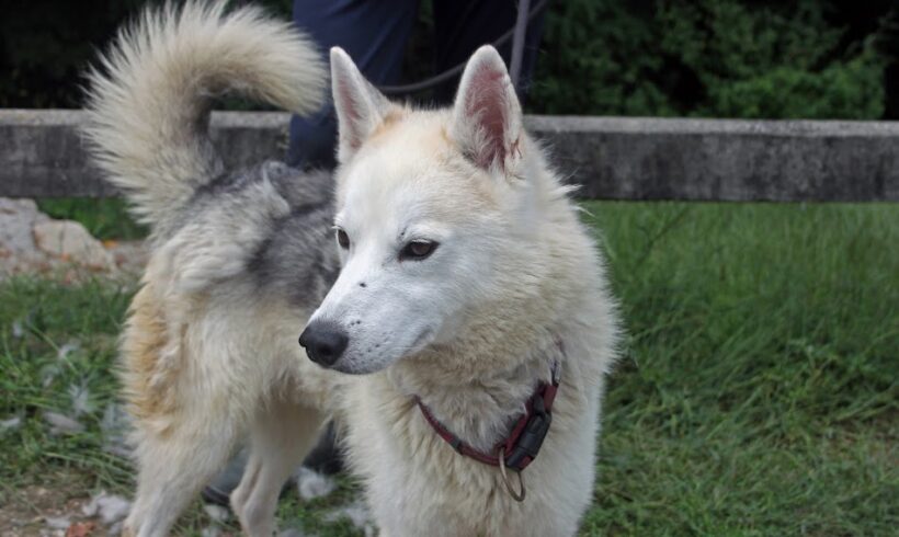 Tekergö ++ vermittelt ++