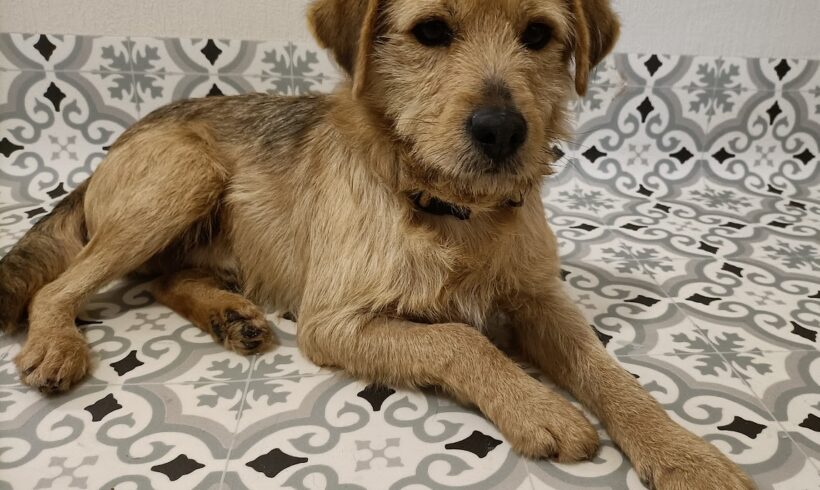 Karo +++auf Pflegestelle in 28832 Achim+++VERMITTELT