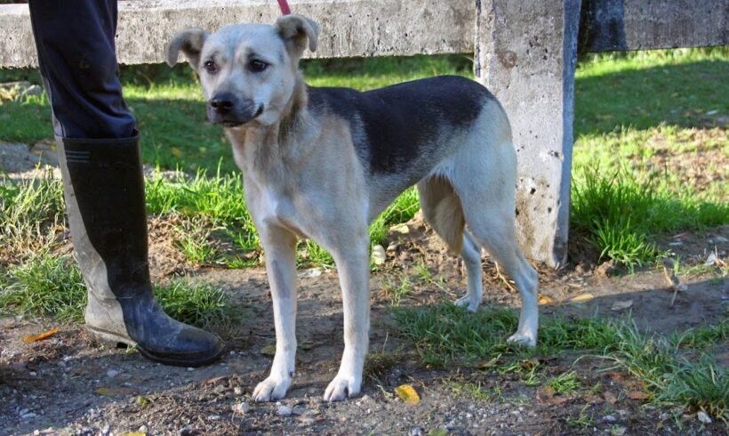 Lenke 2 ++ vermittelt ++