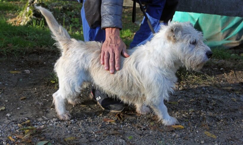 Sissy 5 ++ vermittelt ++