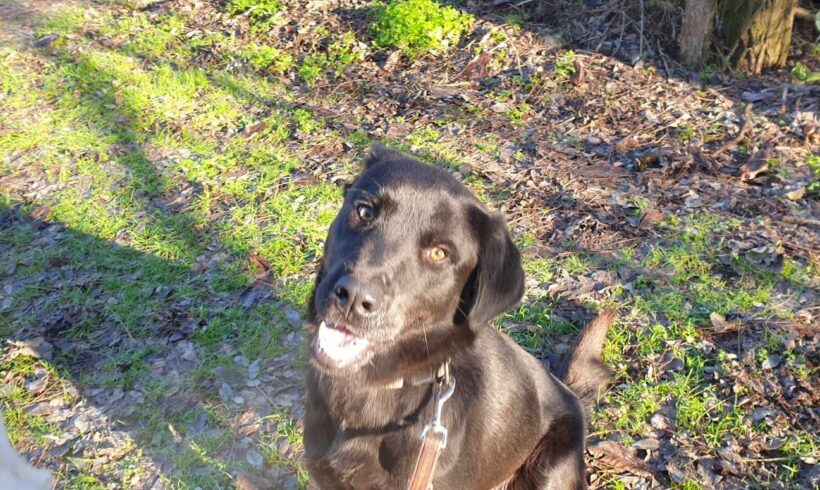 Bosco 2 ♥ vermittelt ♥