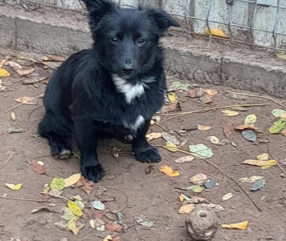 Mentol ♥ vermittelt ♥ reist Ende Oktober aus