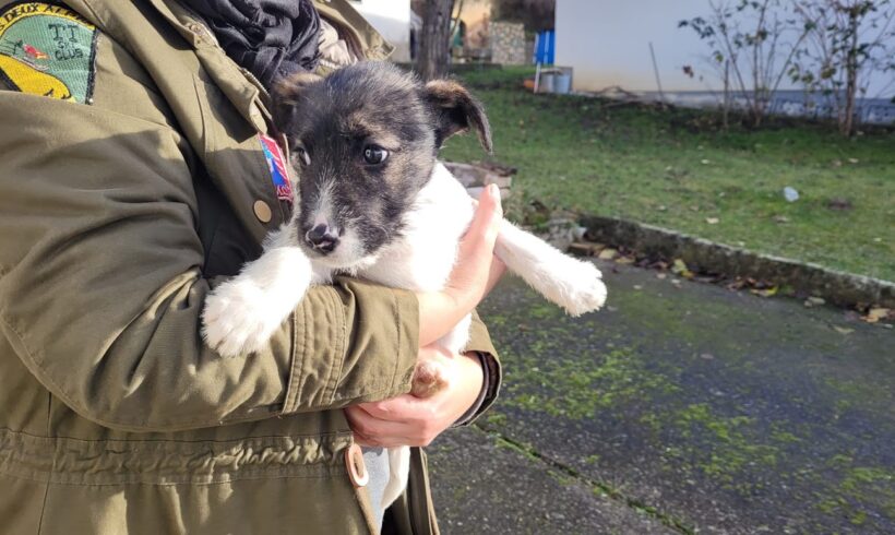 Alena  RT: 10.2.24♥ vermittelt an VivalaHund e.V. ♥ 1/2 Transportpate Fr. S. Lehne/ 1/2 Transportpate gesucht