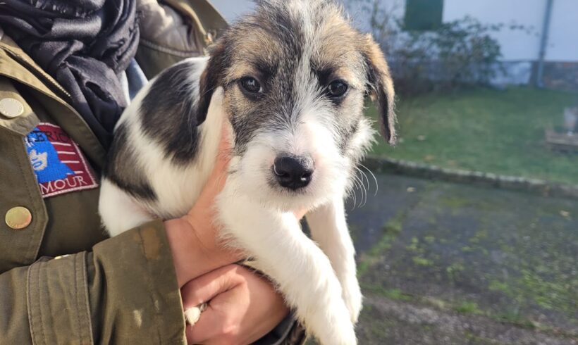 Andrin  ♥ vermittelt an VivalaHund e.V. ♥ er sucht Transportpaten zum 10.02.2024 ♥