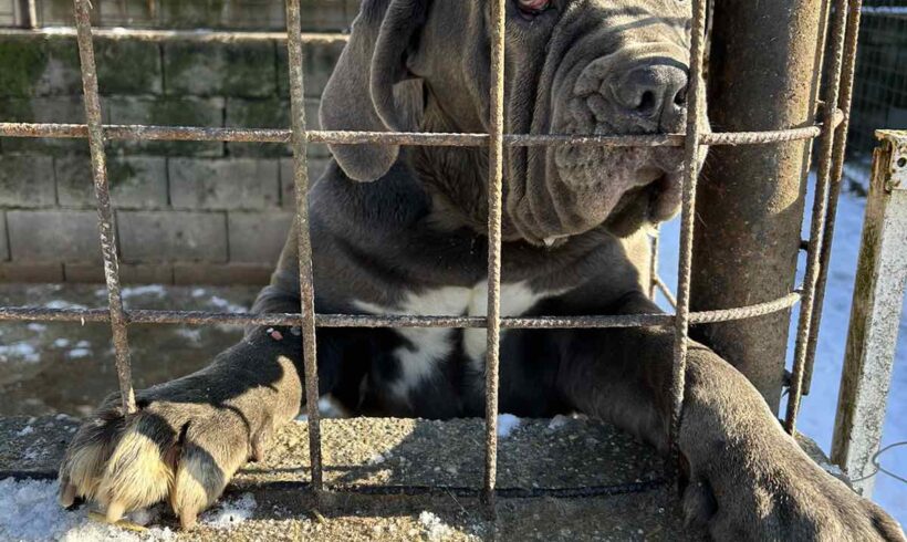 Kleo 2  !!!BITTE UNBEDINGT UPDATE LESEN!!!