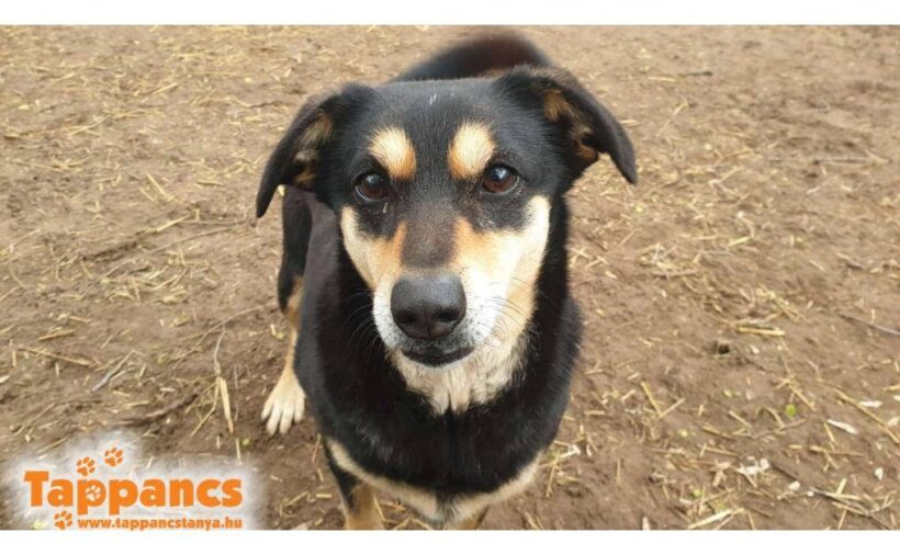 Dolly 7 ♥ vermittelt ♥