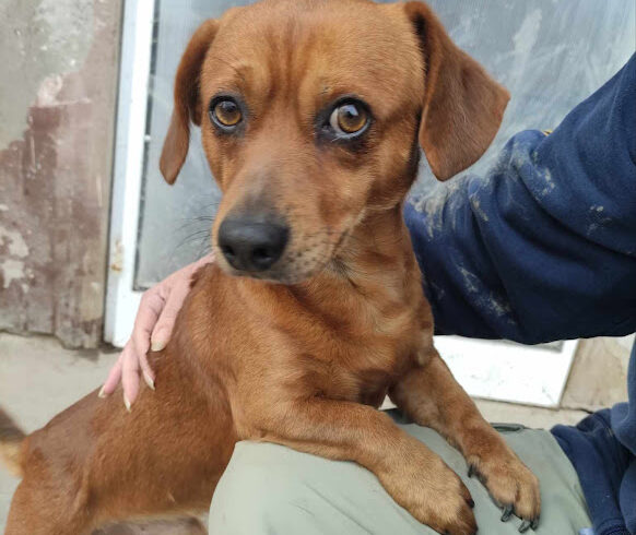 Baboca 2 ❤️ vermittelt an Nothilfe für Hunde in Österreich ❤️