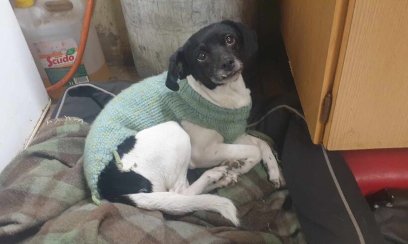 Elli 2 ♥ vermittelt in Ungarn ♥