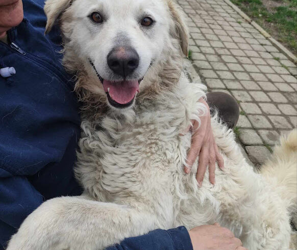 Fifi 5 ♥ vermittelt in Ungarn ♥