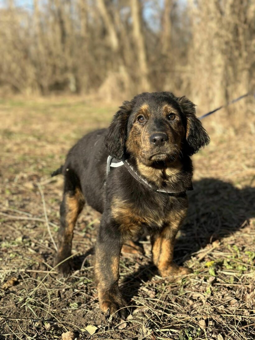 Alessandro ++vermittelt++