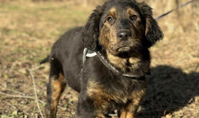 Alessandro ++vermittelt++