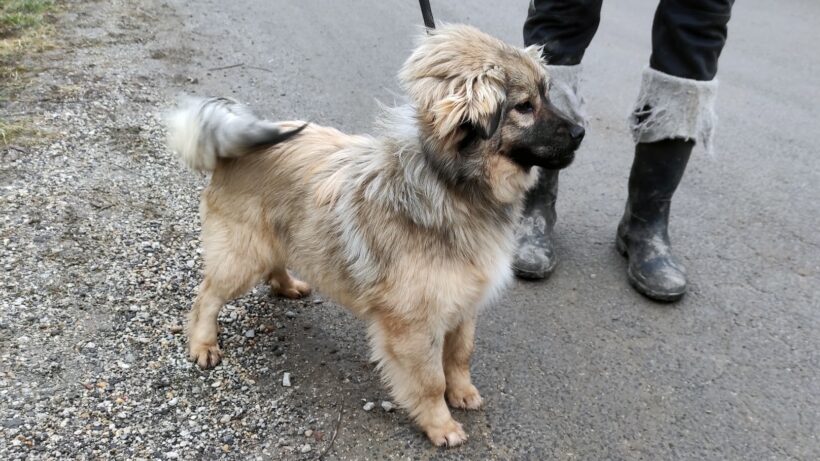 Balu 2 ++ vermittelt ++ Balu 2 ++ vermittelt ++