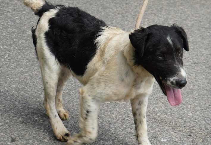 Gombos +++ab 25.5. auf PS in 95355 Wartenfels+++vermittelt+++