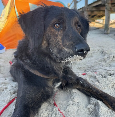 Francesco ++ auf PS in 76684 Östringen ++vermittelt+++