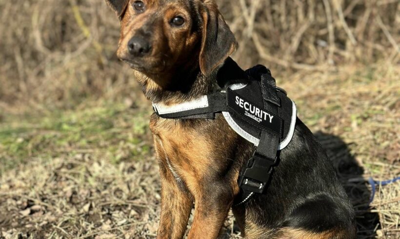 Leonardo ++ vermittelt ++