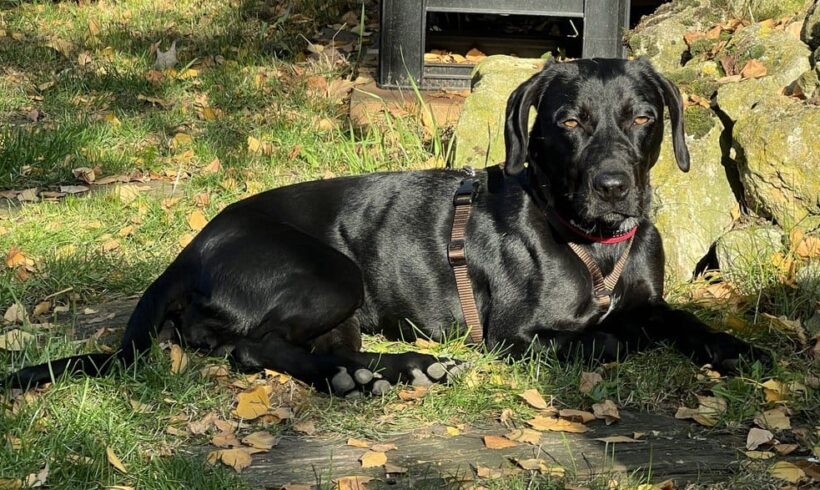 Pocak (Shine) auf Pflegestelle in 55278 Friesenheim +++vermittelt+++