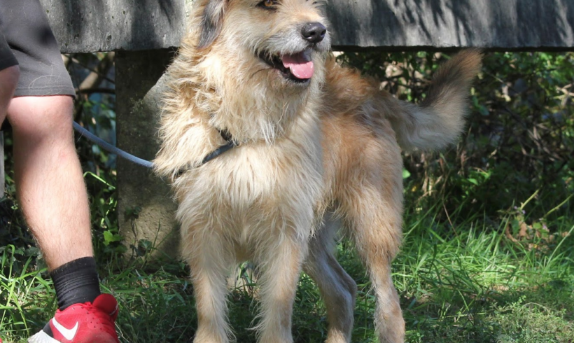 Brutusz +++vermittelt an das Tierheim 35683 Dillenburg und sucht Transportpaten – RT: 6.9.25+++DANKE FRAU OBERSCHEIDT!!!