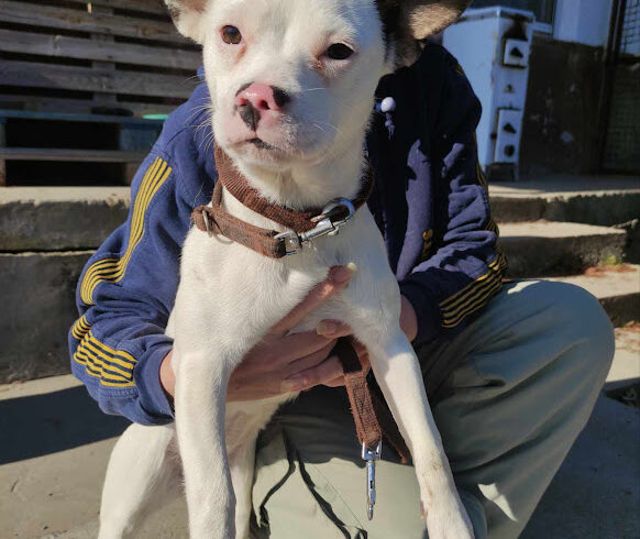 Jessy 4  ♥ vermittelt an „Nothilfe für Hunde“ in Österreich ♥