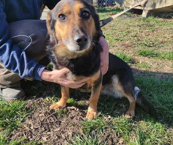 Hundi ♥ vermittelt an “ Nothilfe für Hunde “ in Österreich ♥