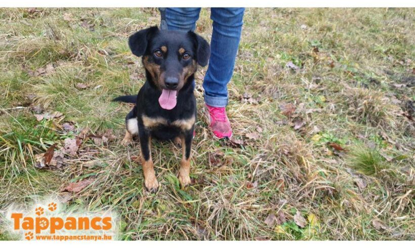 Kiwi 3 ♥ vermittelt in Ungarn ♥