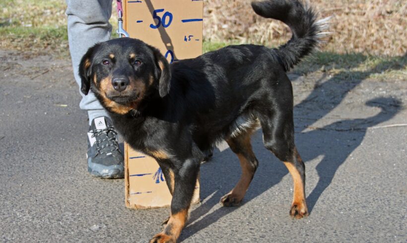 Kormi 10 ++ vermittelt ++